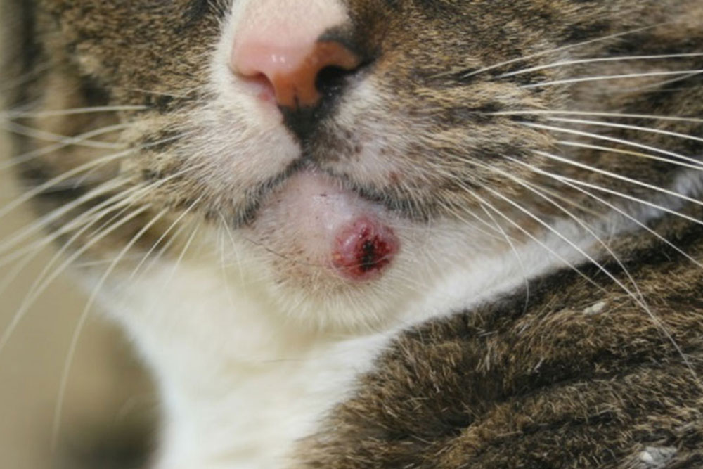 Katze Geschwür Mund