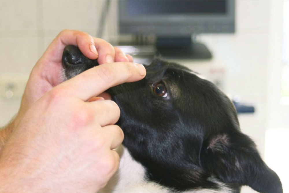 Neurologie in der Tierklinik Lüneburg Tierklinik Lüneburg